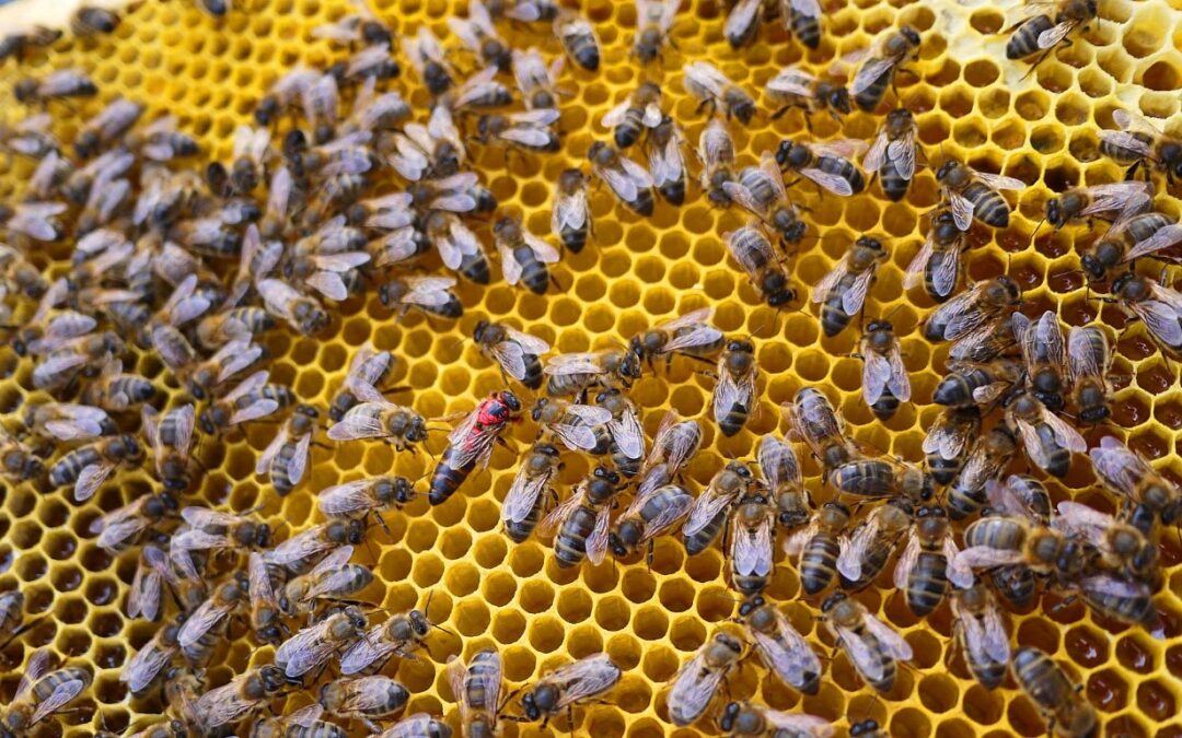 Restaurangen Moderna Museets biodling gav 50 kg honung